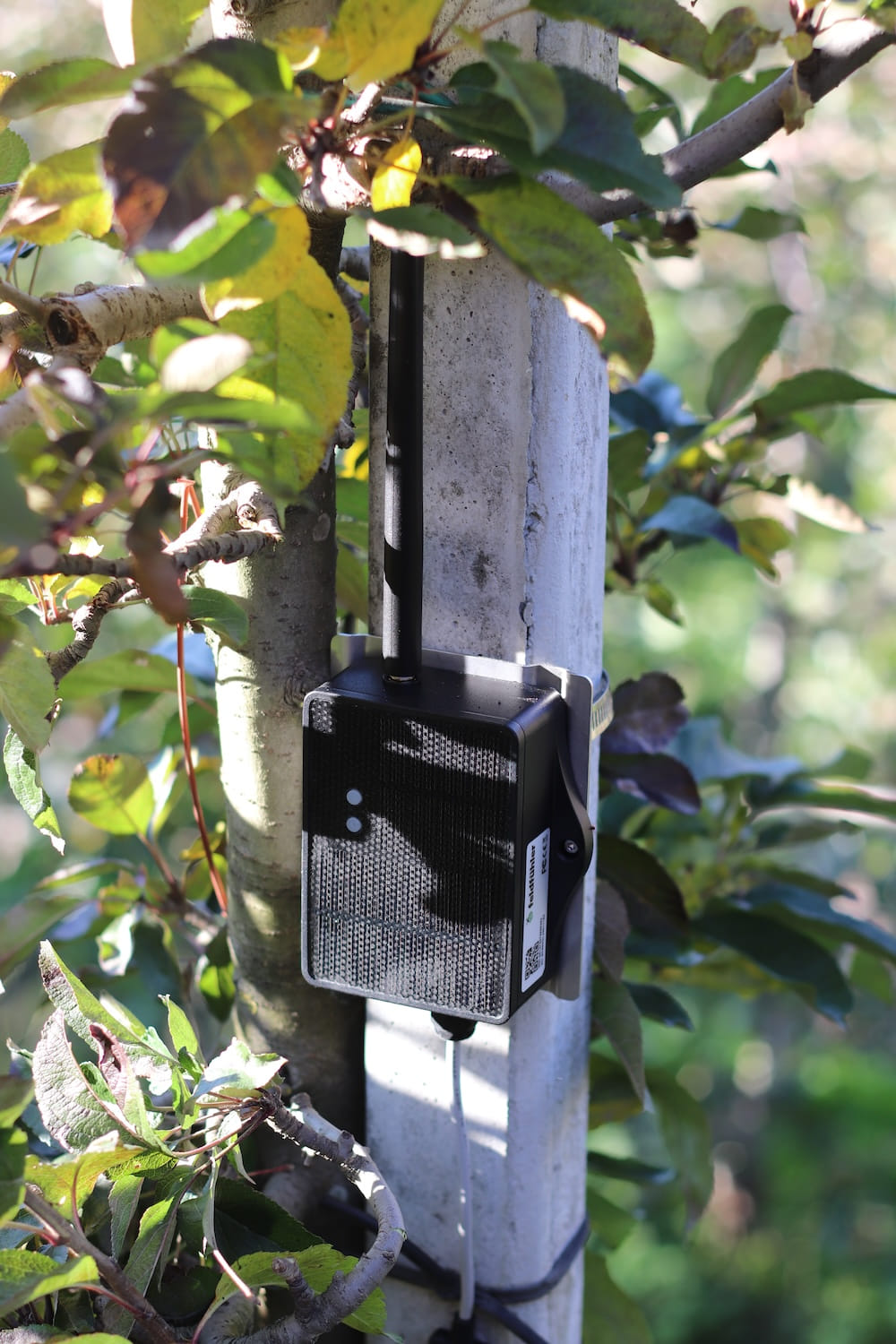 Feldfühler transmitter unit mounted on tree in orchard
